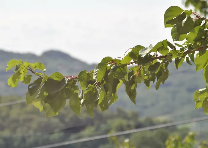 Apartma Bajci Apartamento *